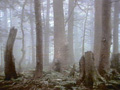 HATSU-YUME