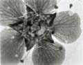 Mothlight